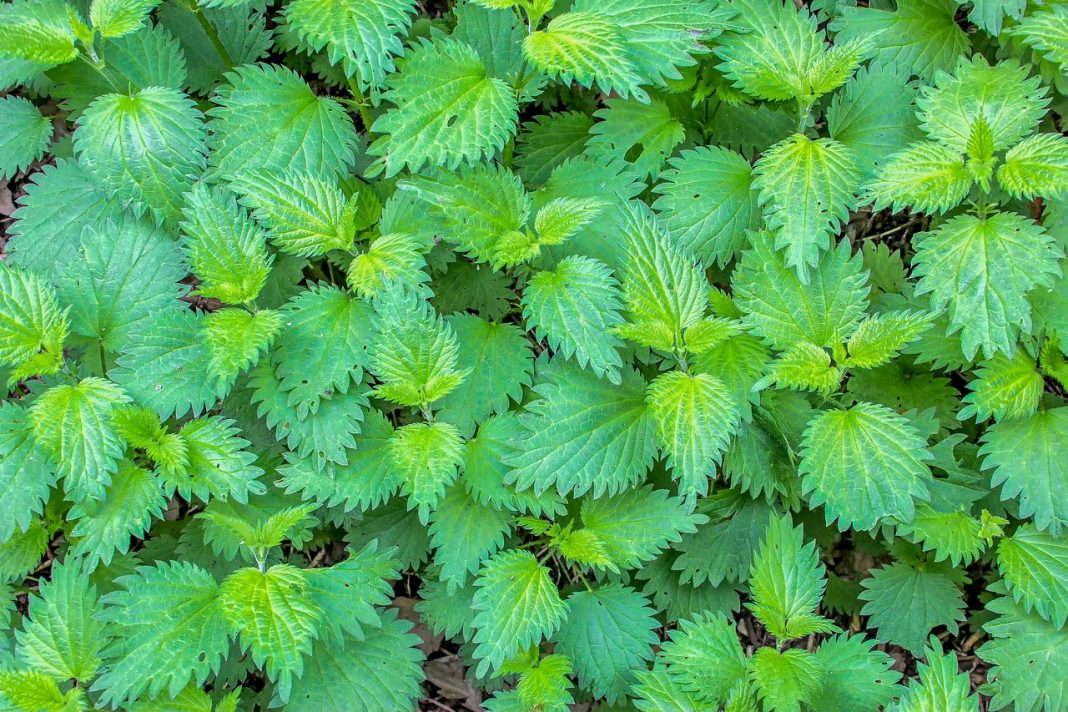 Žihľava dvojdomá (Urtica dioica)